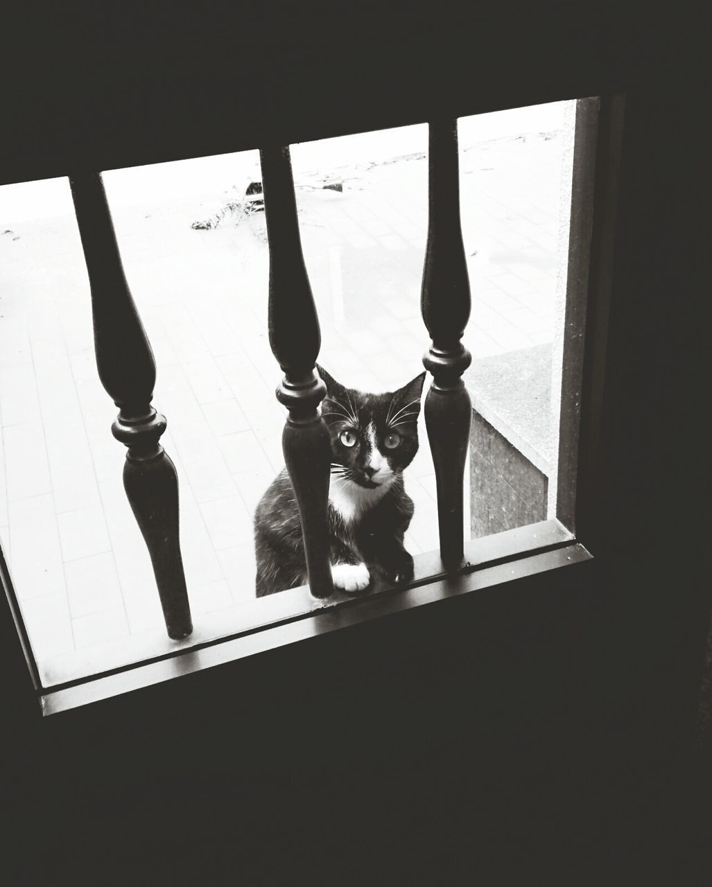 PORTRAIT OF CAT LOOKING THROUGH WINDOW