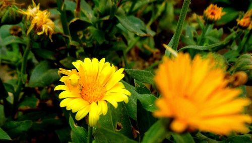 Close-up of yellow flowers