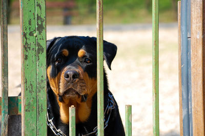Rottweiler seen through damaged fence
