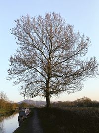 Bare tree on field against sky