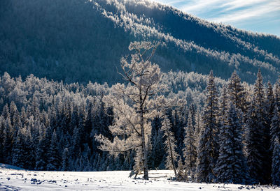 Pine trees in forest during winter