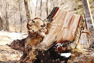 Close-up of tree trunk