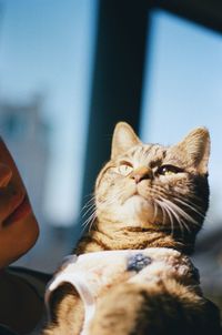 Close-up of cat with hand