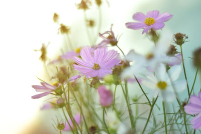 Close-up of pink cosmos flowers