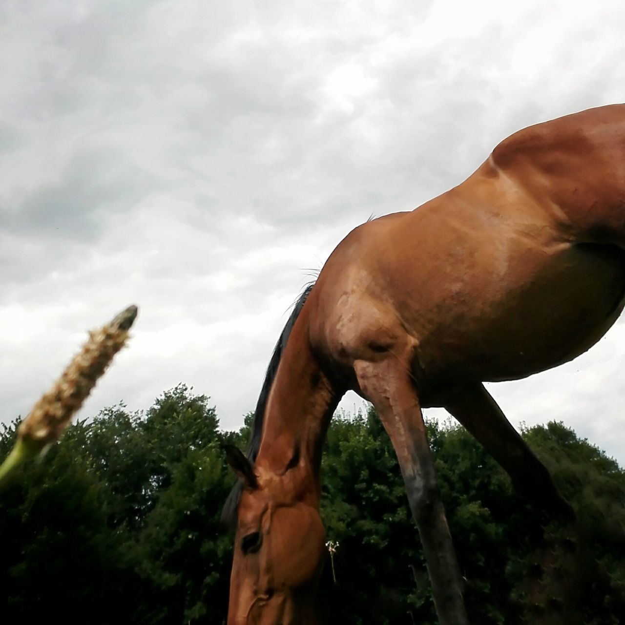 LOW ANGLE VIEW OF HORSE SCULPTURE AGAINST TREES