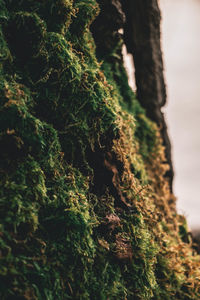 Close-up of moss on tree trunk