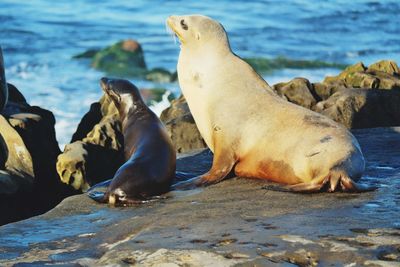 High angle view of sea lion on beach