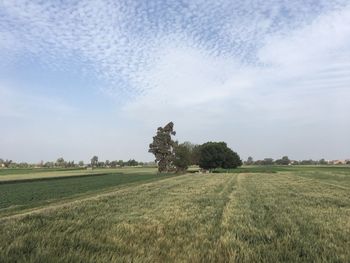 Scenic view of farm against sky