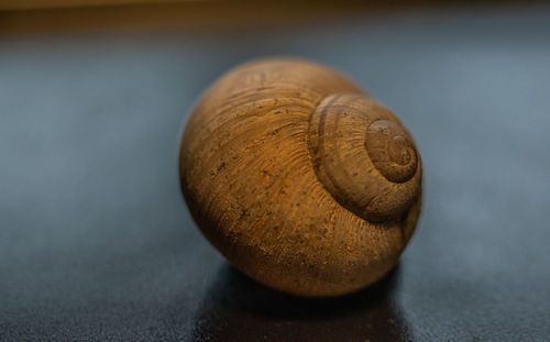 Close-up of shell on table