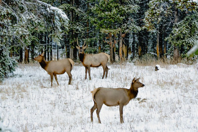 Horses on field in forest during winter