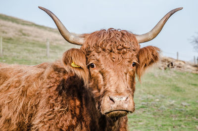 Portrait of  highland cattle in field