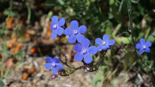 Close-up of purple flowering plant on field