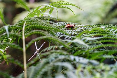 Close-up of ladybug on plant