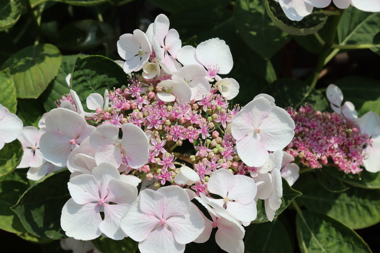 flower, flowering plant, plant, beauty in nature, freshness, pink, nature, leaf, plant part, blossom, growth, fragility, petal, close-up, flower head, inflorescence, springtime, botany, hydrangea serrata, no people, outdoors, lilac, white, hydrangea, day, shrub