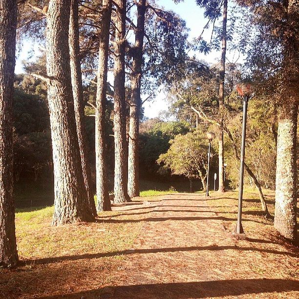 tree, the way forward, tree trunk, growth, tranquility, diminishing perspective, nature, footpath, sunlight, tranquil scene, branch, vanishing point, sky, treelined, shadow, park - man made space, day, beauty in nature, pathway, outdoors