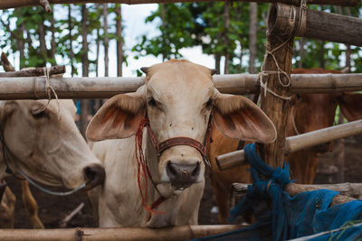 Portrait of cow