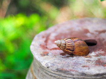 Close-up of snail shell on stone