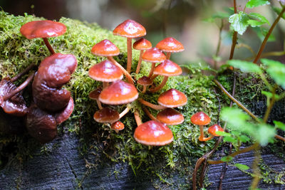 Close-up of mushrooms fungi and moss on a fallen tree