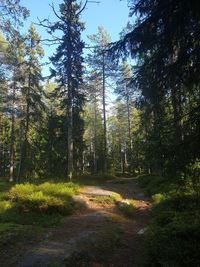 Trees in forest against sky