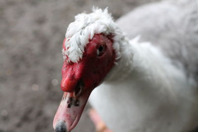 Close-up of a bird