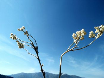 Low angle view of flowering plant against blue sky