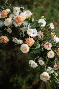 Close-up of pink flowering plants