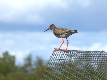 Close-up of bird perching on wooden post