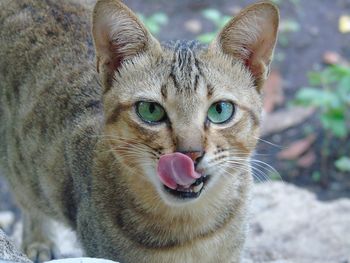 Close-up portrait of cat