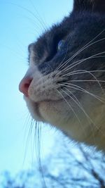 Close-up of cat