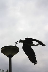 Low angle view of silhouette birds against sky