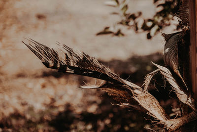 Close-up of dried plant on field