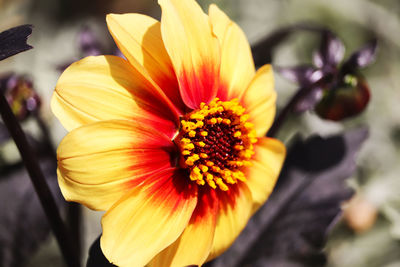 Close-up of yellow flowering plant