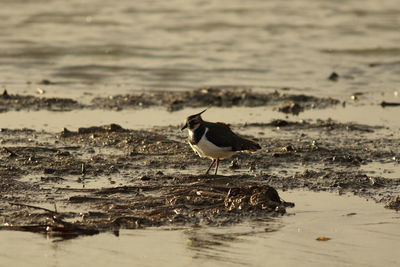 Bird perching on a beach