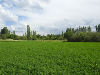 Scenic view of field against sky