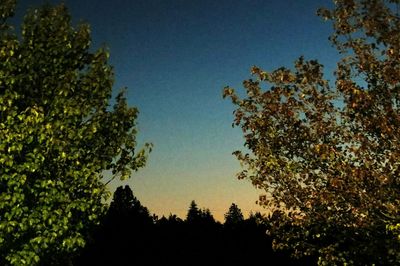 High section of silhouette trees against clear sky