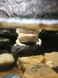 Close-up of crab in water