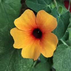 Close-up of yellow flower blooming outdoors