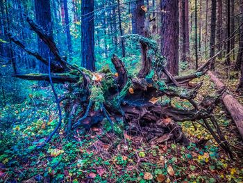 Trees growing in forest