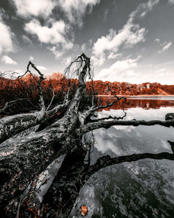 Frozen tree against sky during winter