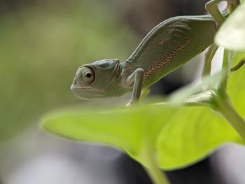 Close-up of lizard