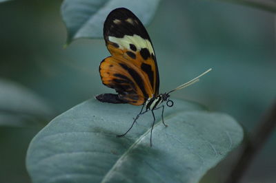 Close-up of butterfly perching on leaf