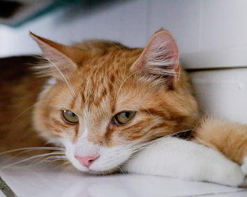 Close-up portrait of a cat at home