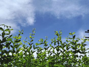 Low angle view of leaves against sky