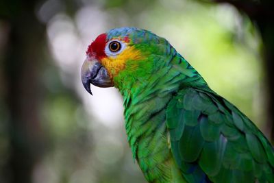 Close-up of parrot perching on leaf