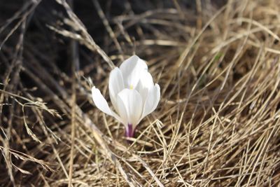 Close-up of white crocus in field