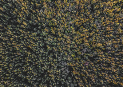 Drone view of trees in forest