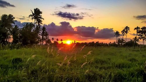 Scenic view of grassy field against sky at sunset