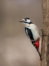 Close-up of bird perching on a tree