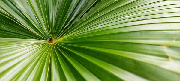 Full frame shot of palm tree