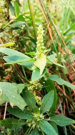 Close-up of flower